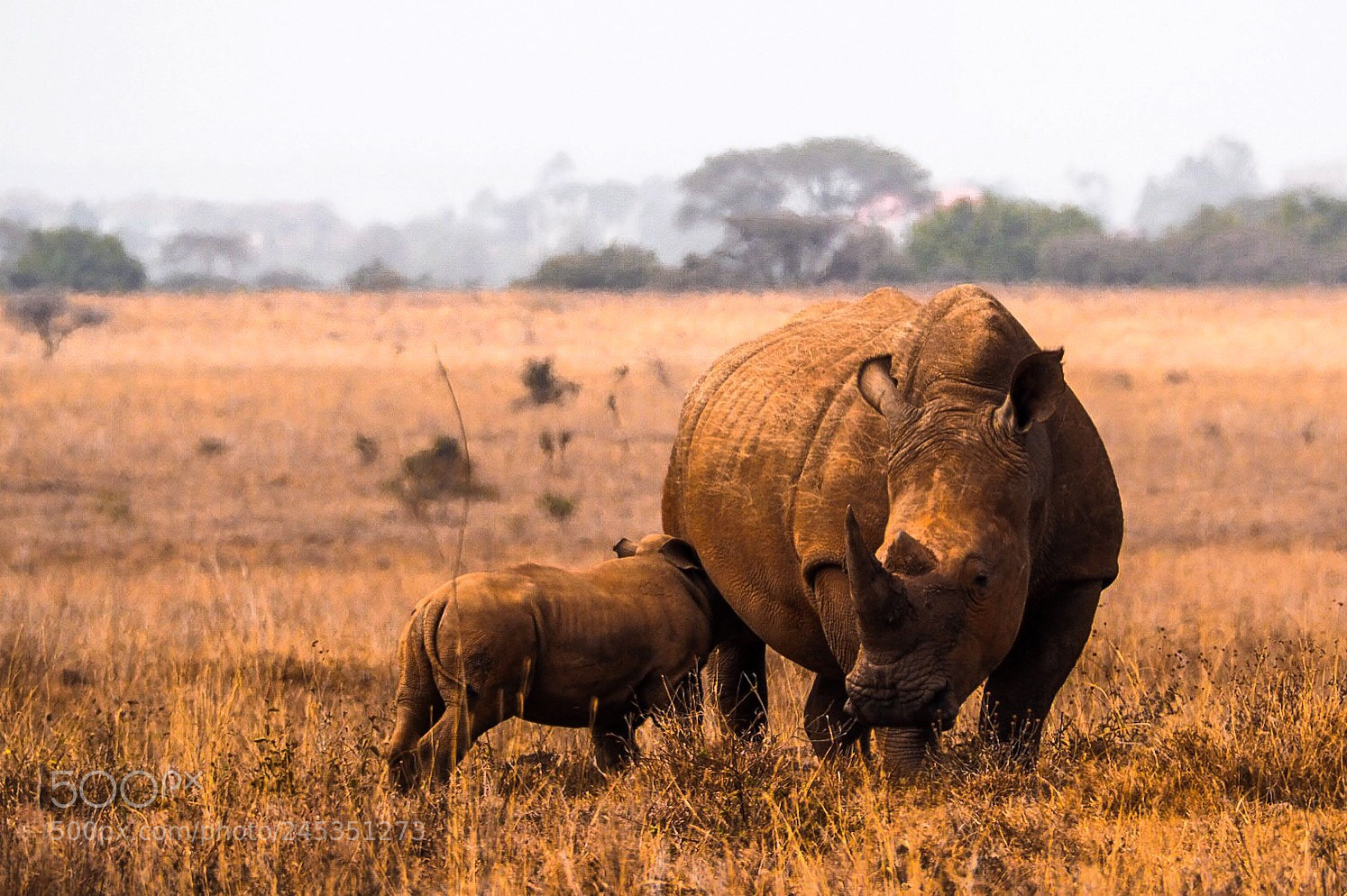 Olympus PEN-F sample photo. Nairobi national park, kenya photography