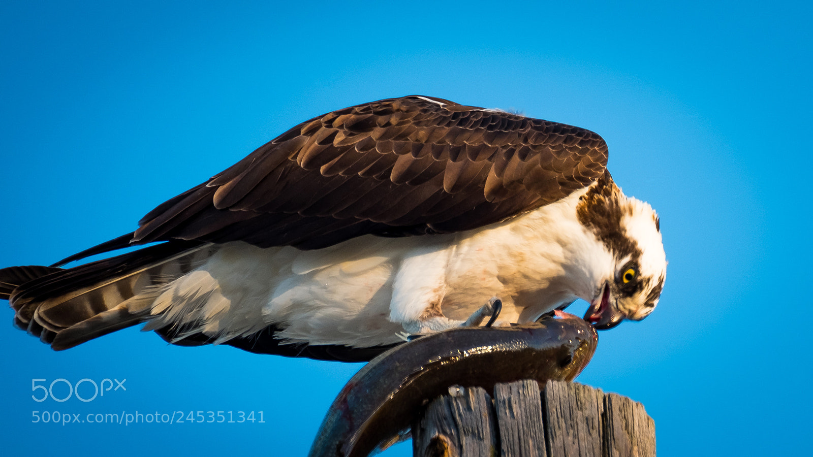 Fujifilm X-T2 sample photo. Osprey fish photography