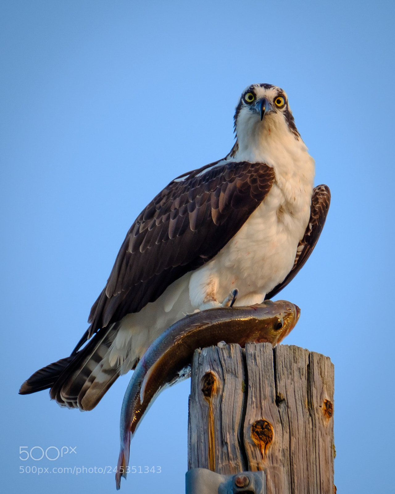 Fujifilm X-T2 sample photo. Osprey fish prey photography