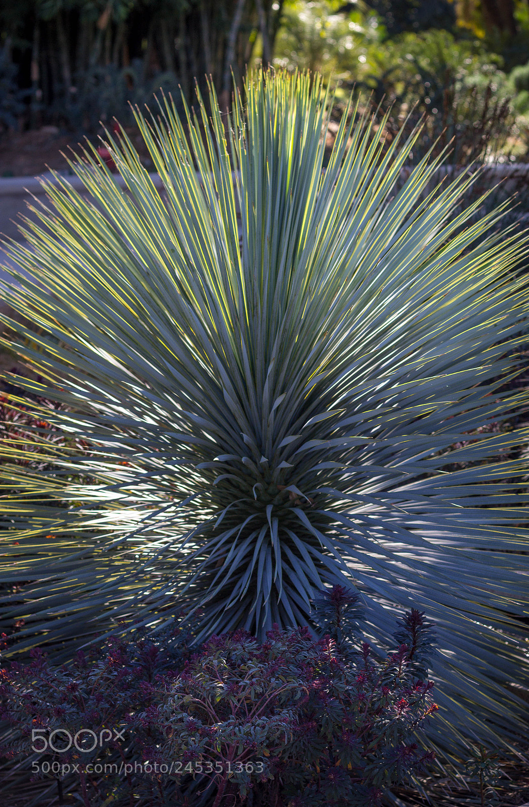 Canon EOS 1200D (EOS Rebel T5 / EOS Kiss X70 / EOS Hi) sample photo. Huntington gardens photography