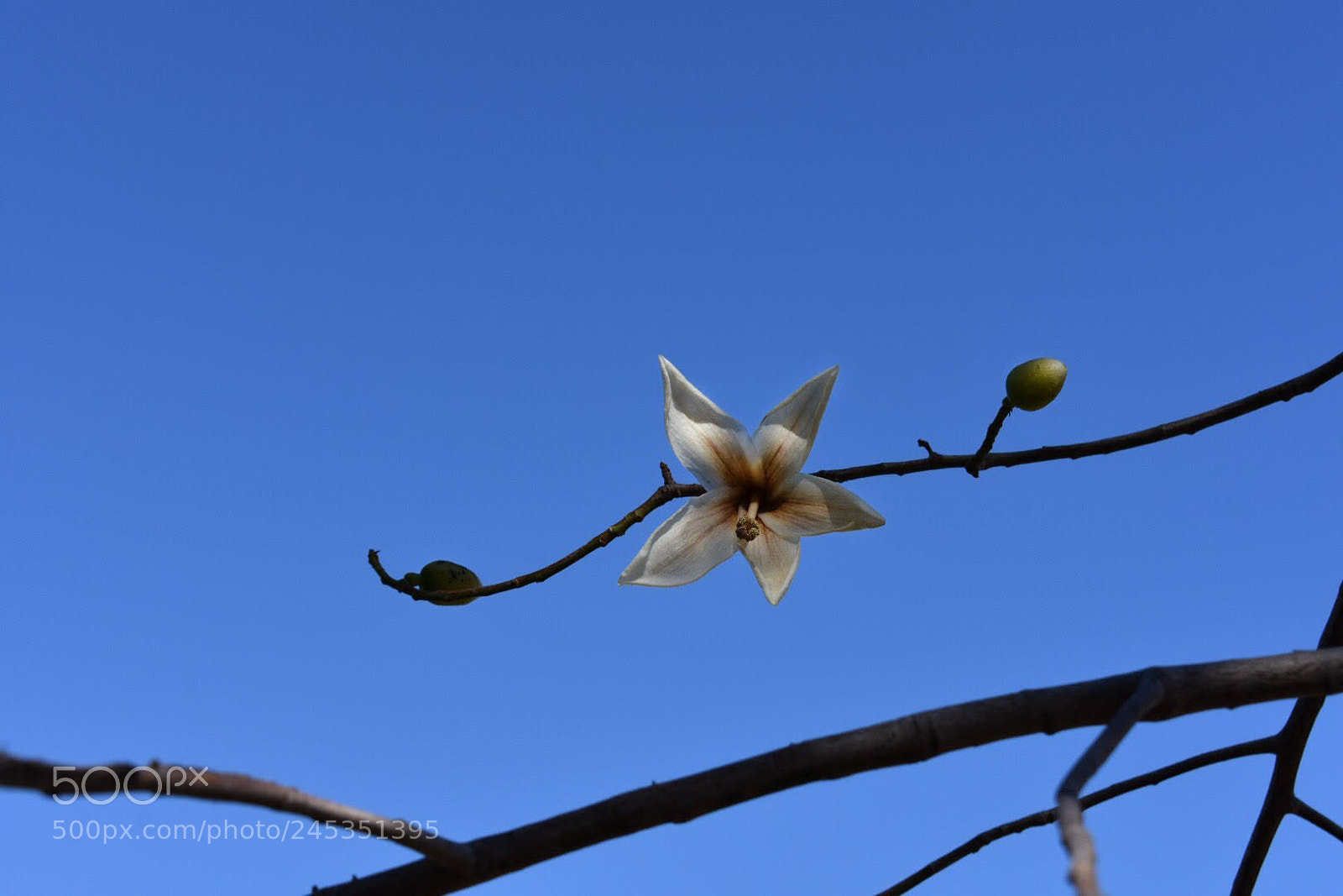 Nikon D7200 sample photo. White desert tree flower photography
