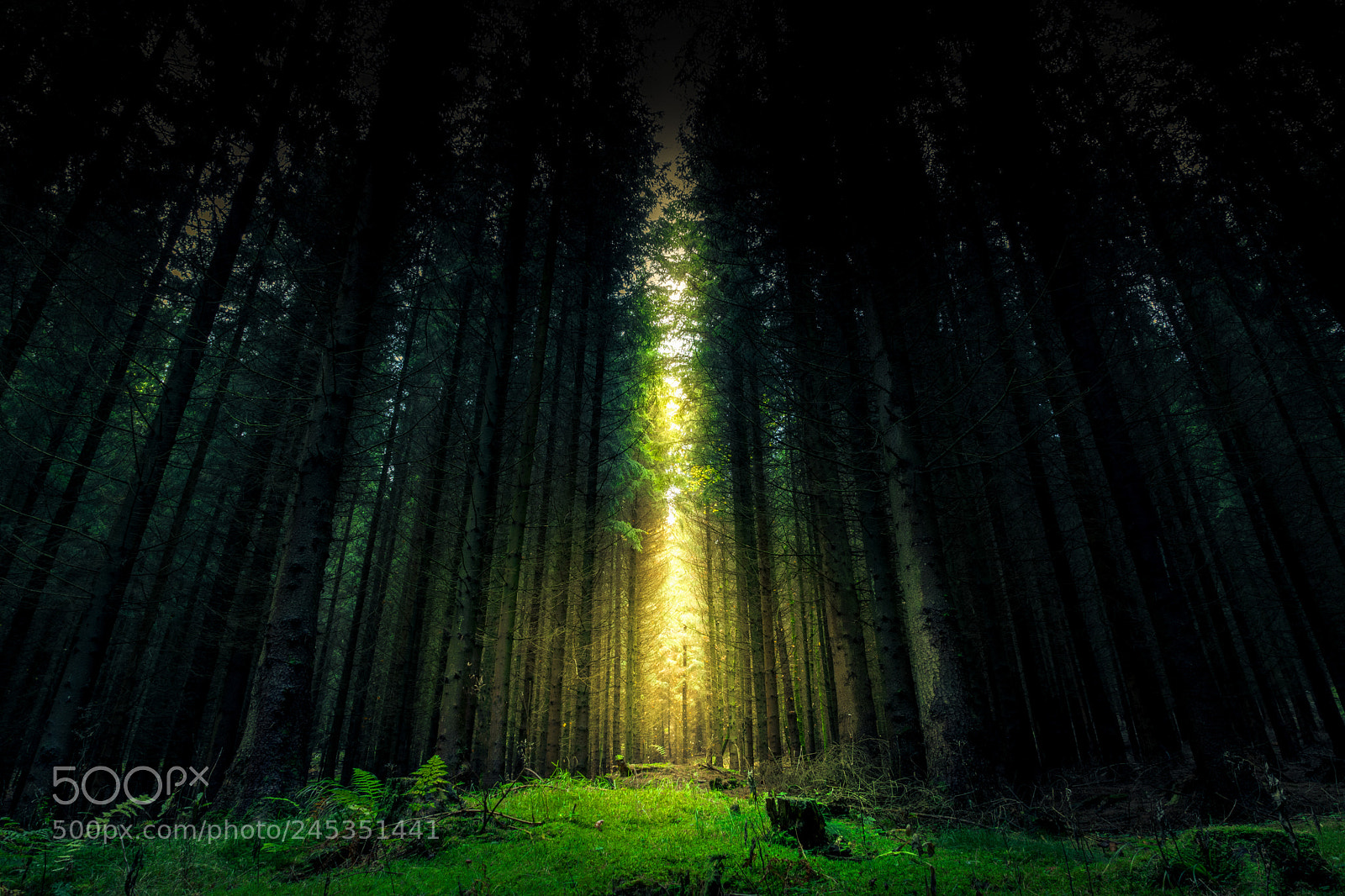 Sony ILCA-77M2 sample photo. Mysticwood photography