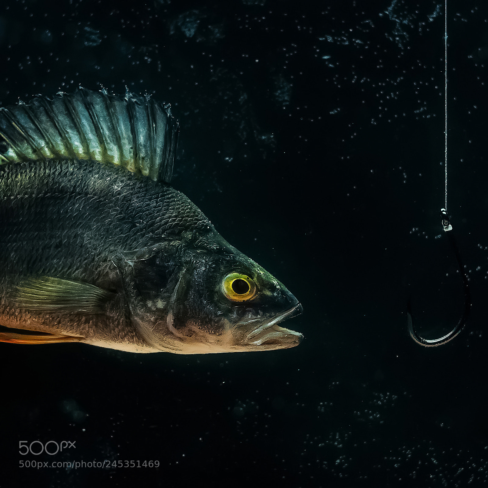 Nikon D90 sample photo. A river perch under photography