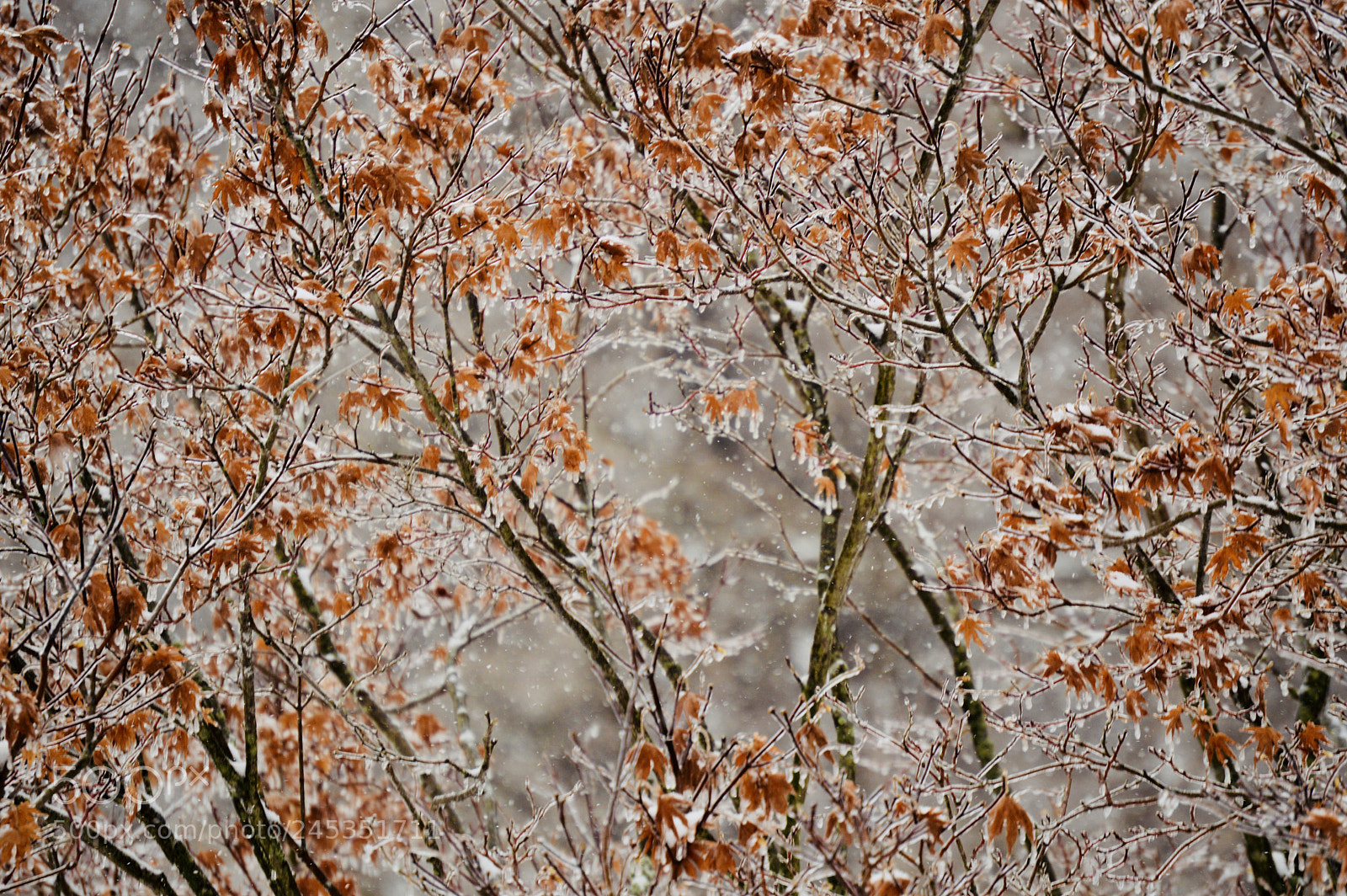 Nikon D3200 sample photo. Icy photography