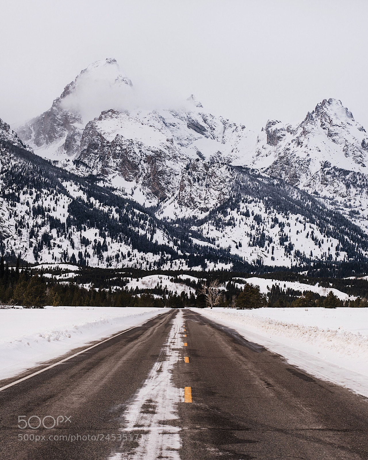 Nikon D810 sample photo. Moose. grand tetons. wyoming photography
