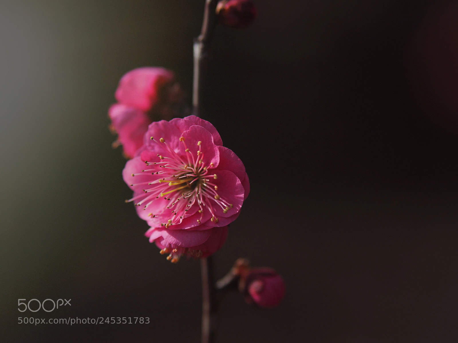 Olympus OM-D E-M10 II sample photo. A profound silence photography