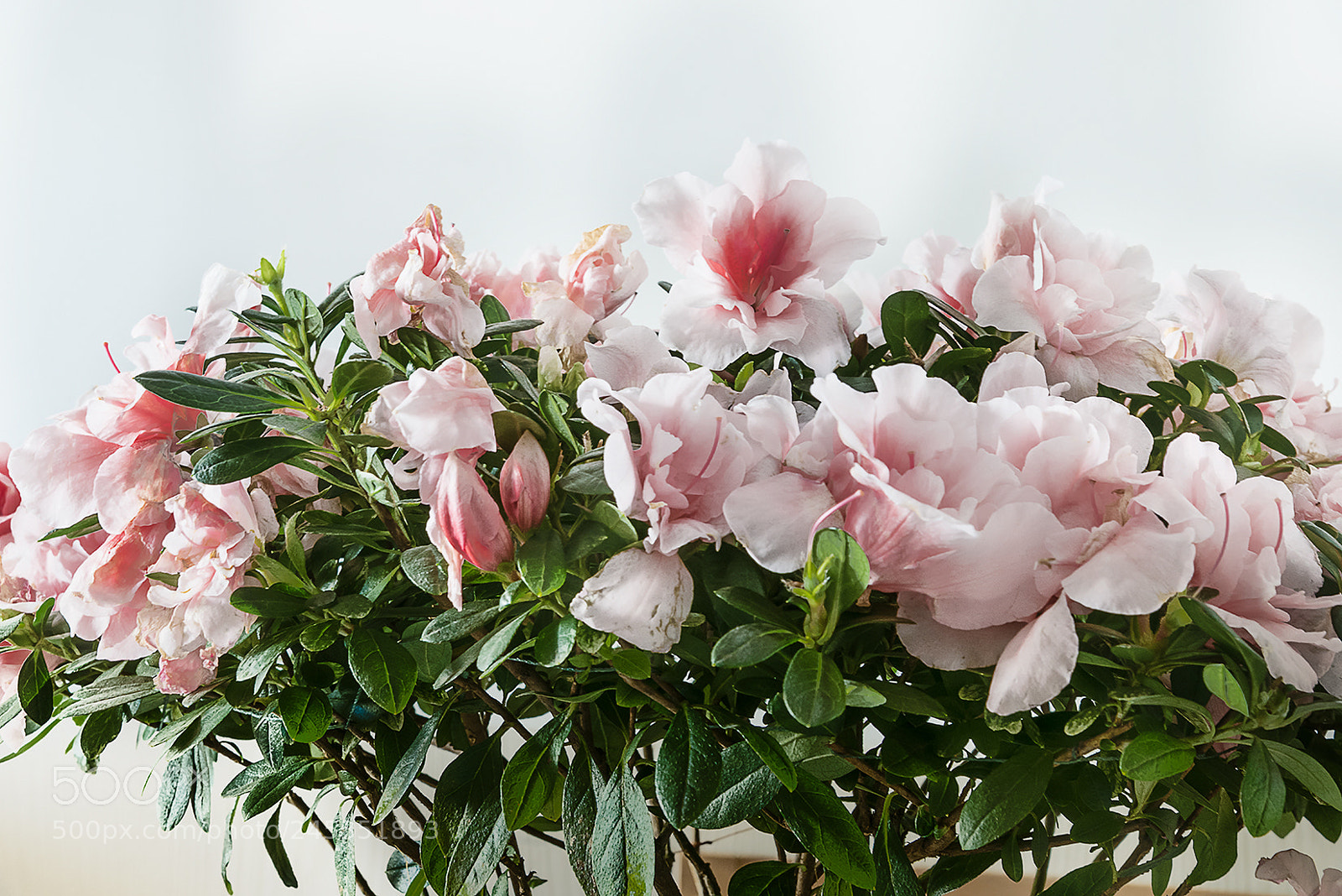 Nikon D810 sample photo. Untitled photography