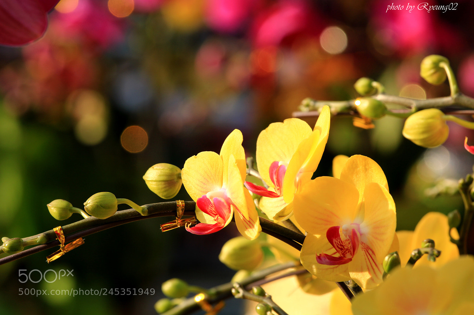 Canon EOS 760D (EOS Rebel T6s / EOS 8000D) sample photo. Lovely yellow flowers photography