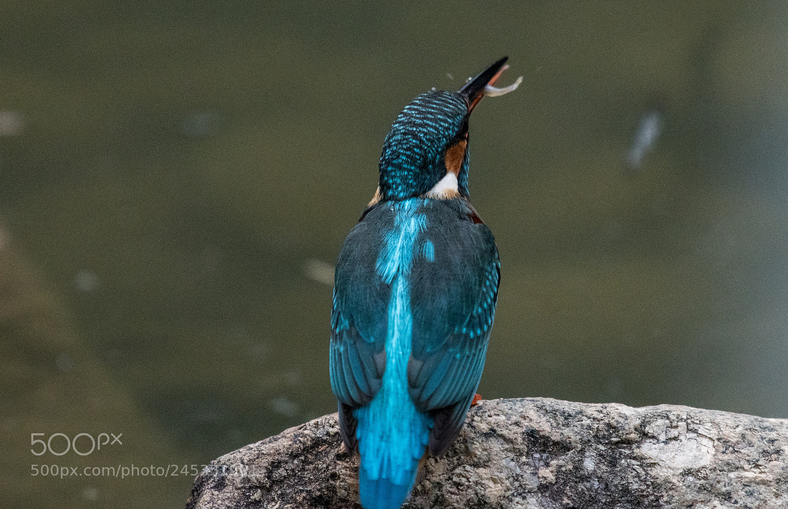 Nikon D500 sample photo. Common kingfisher 3 photography