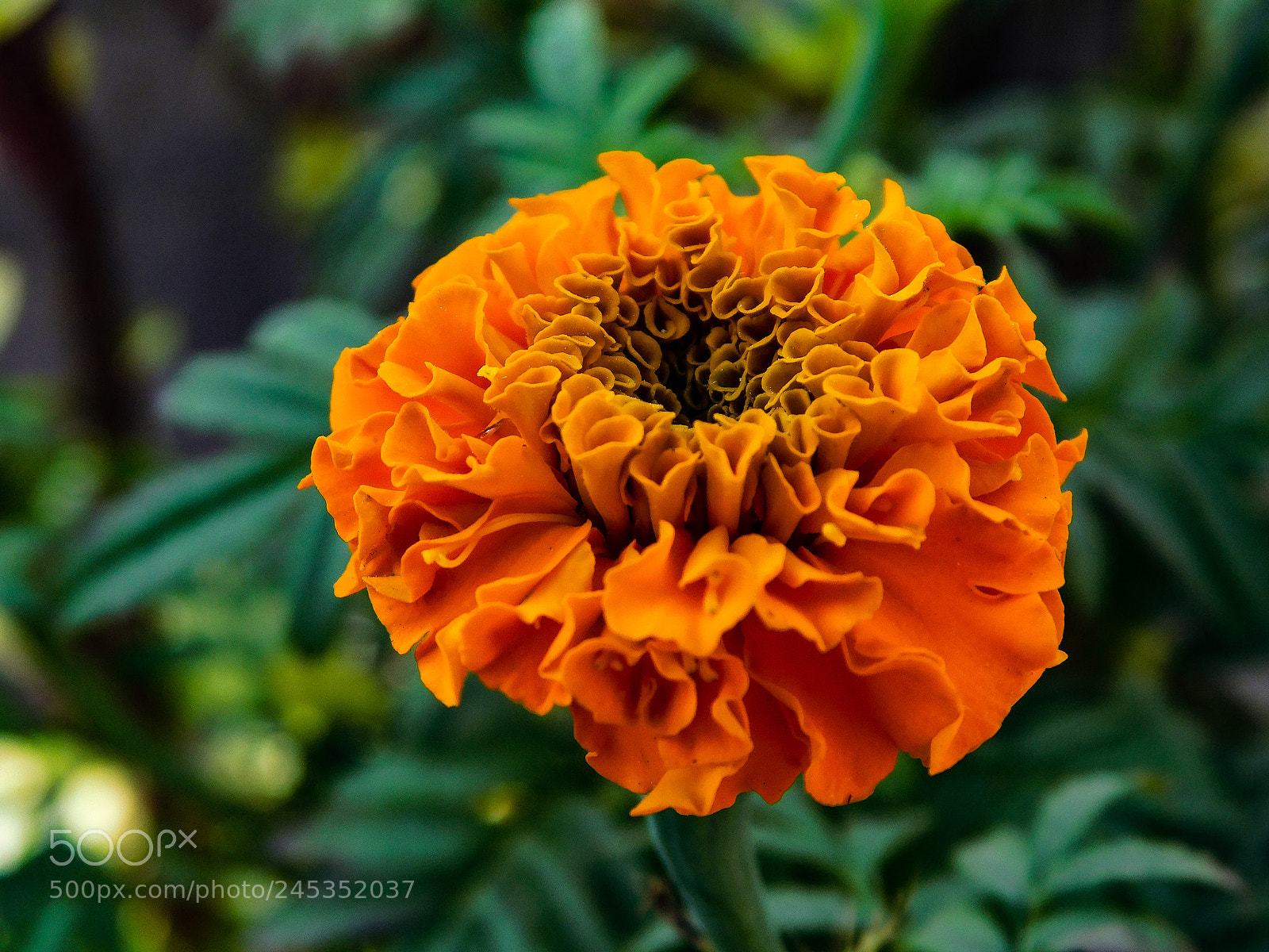 Nikon Coolpix B500 sample photo. Marigolds photography