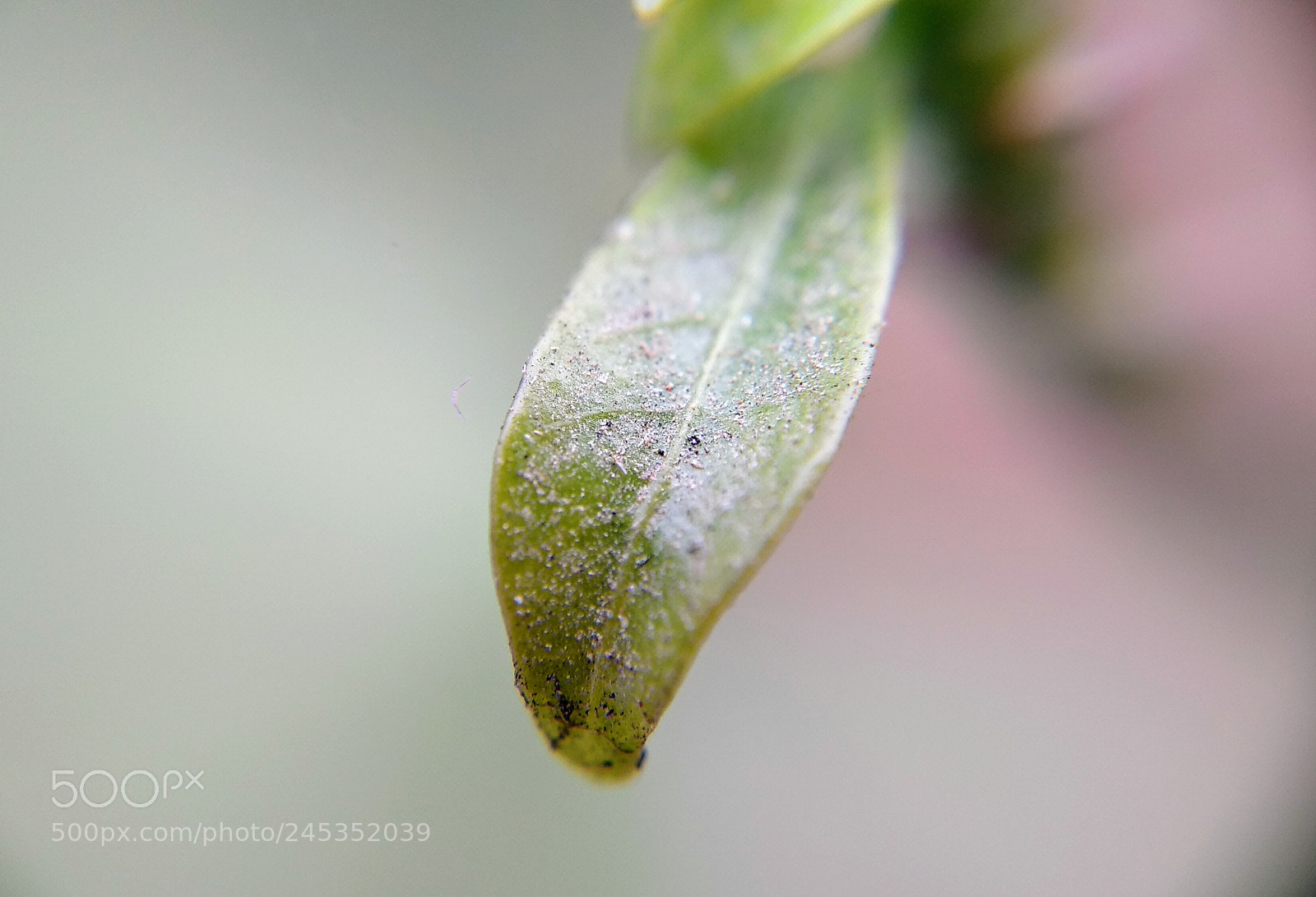 Xiaomi Mi A1 sample photo. ~green leaf~ photography