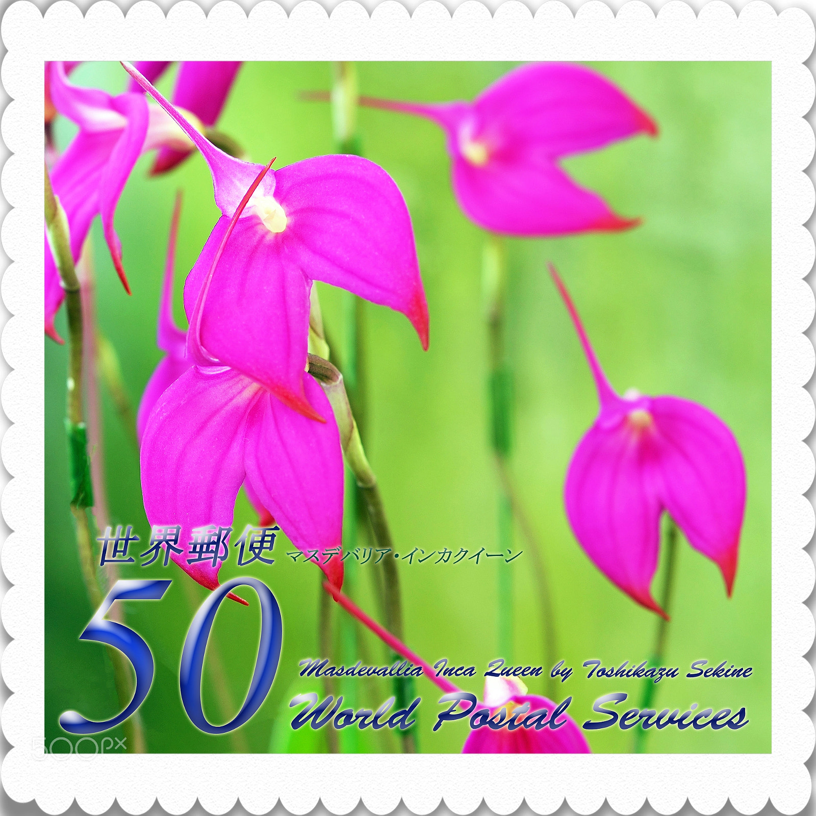 Nikon D800E sample photo. Masdevallia inca queen photography