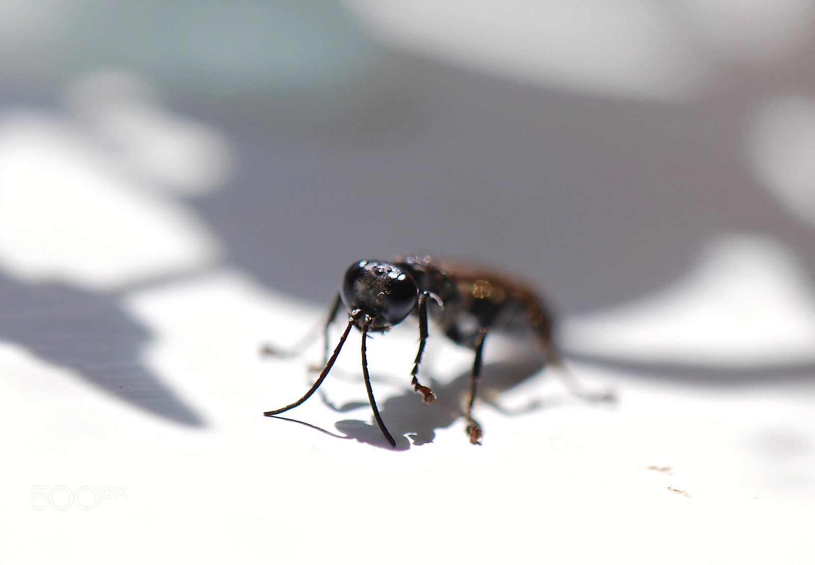 Nikon D40 sample photo. Amongst shadows photography