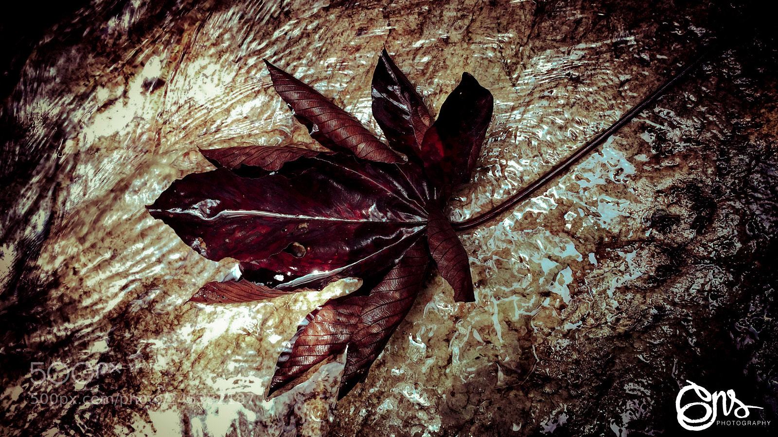 Apple iPhone 5s sample photo. Wet tree leaves... photography