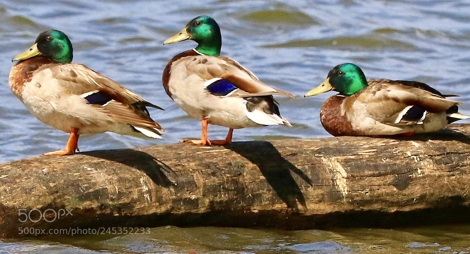 Canon EOS 7D Mark II sample photo. Wood  dock’s photography