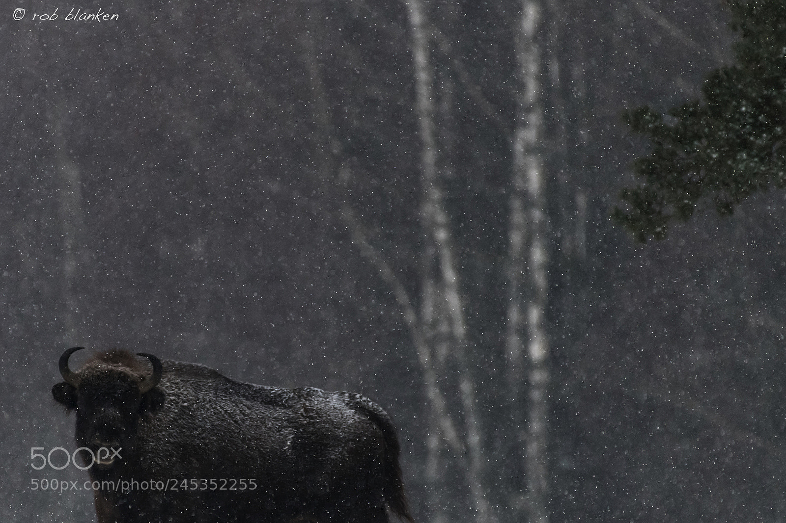 Nikon D850 sample photo. European bison photography