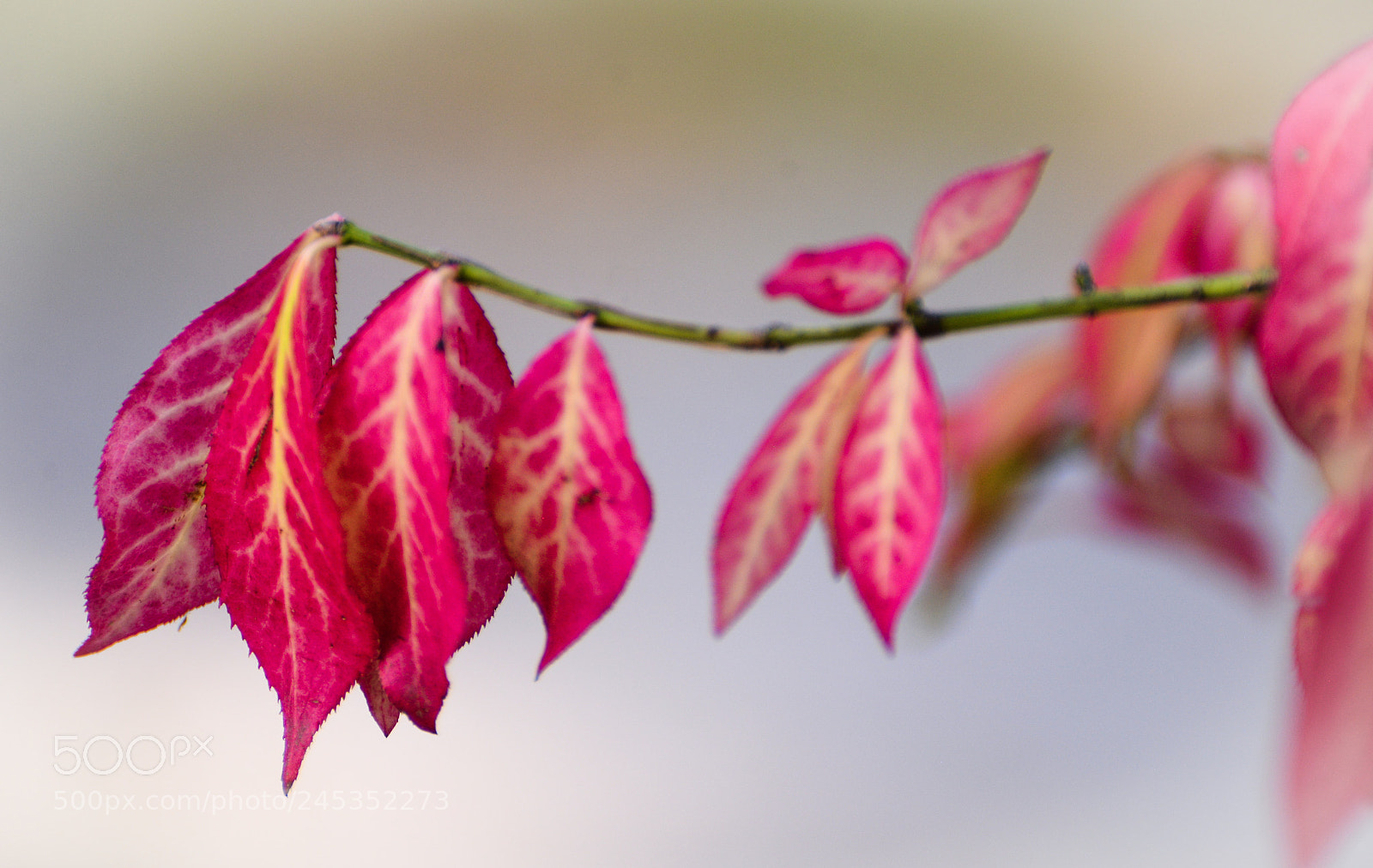 Nikon D600 sample photo. Red leaves photography