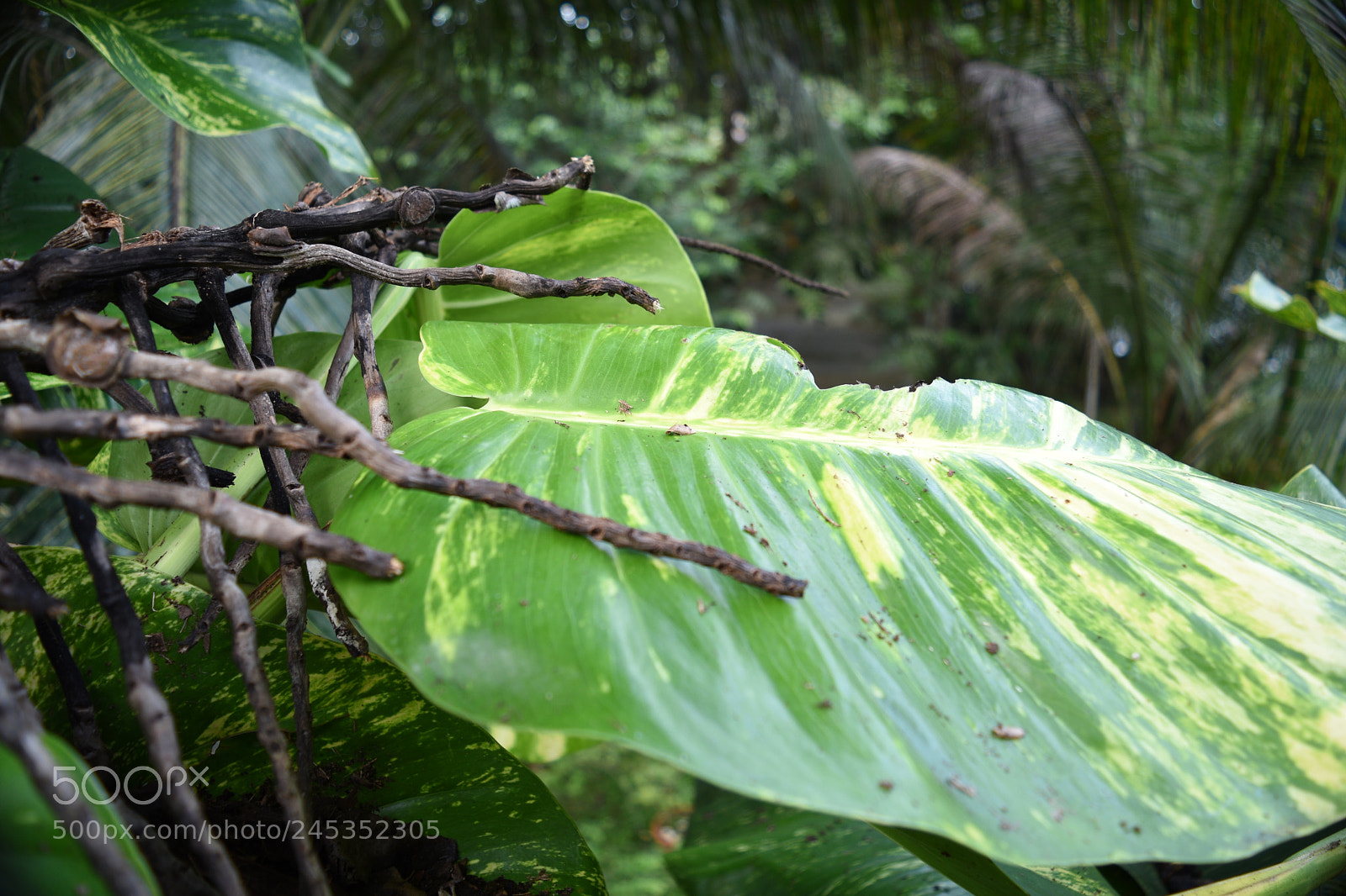 Nikon D5500 sample photo. Time and nature photography