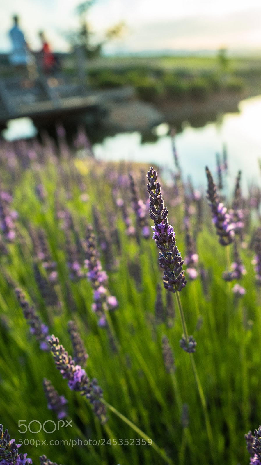 Olympus OM-D E-M5 II sample photo. Summer blooms photography