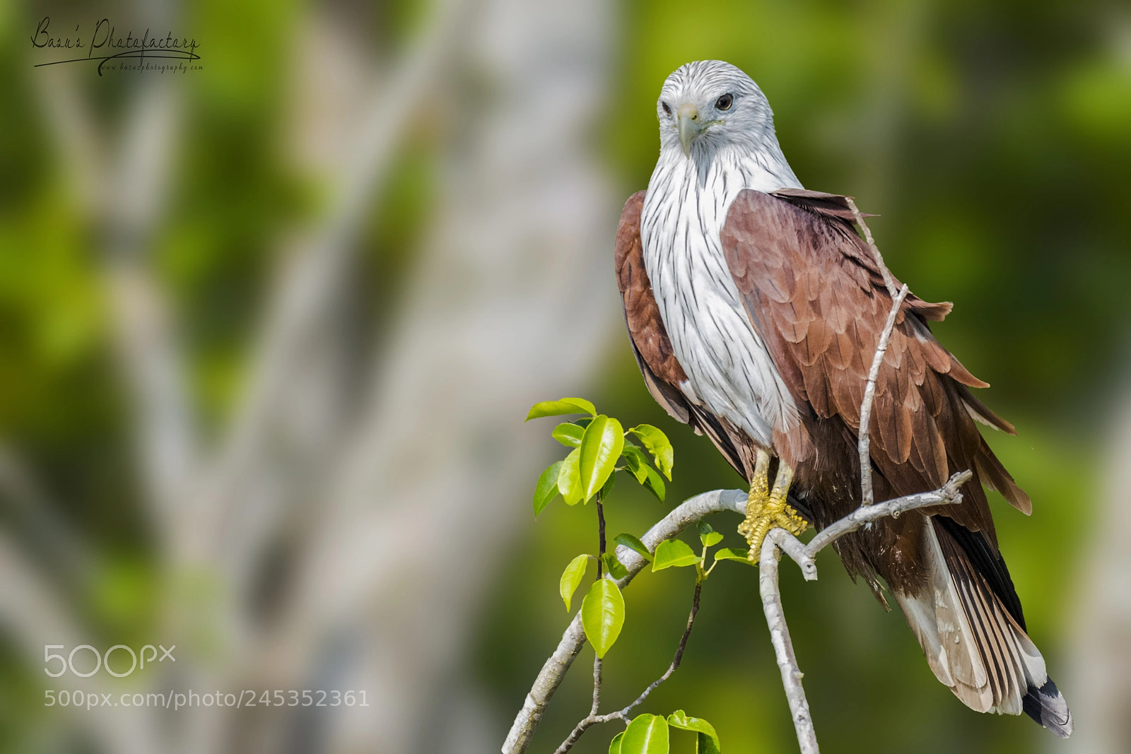 Nikon D810 sample photo. The handsome brahminy kite photography