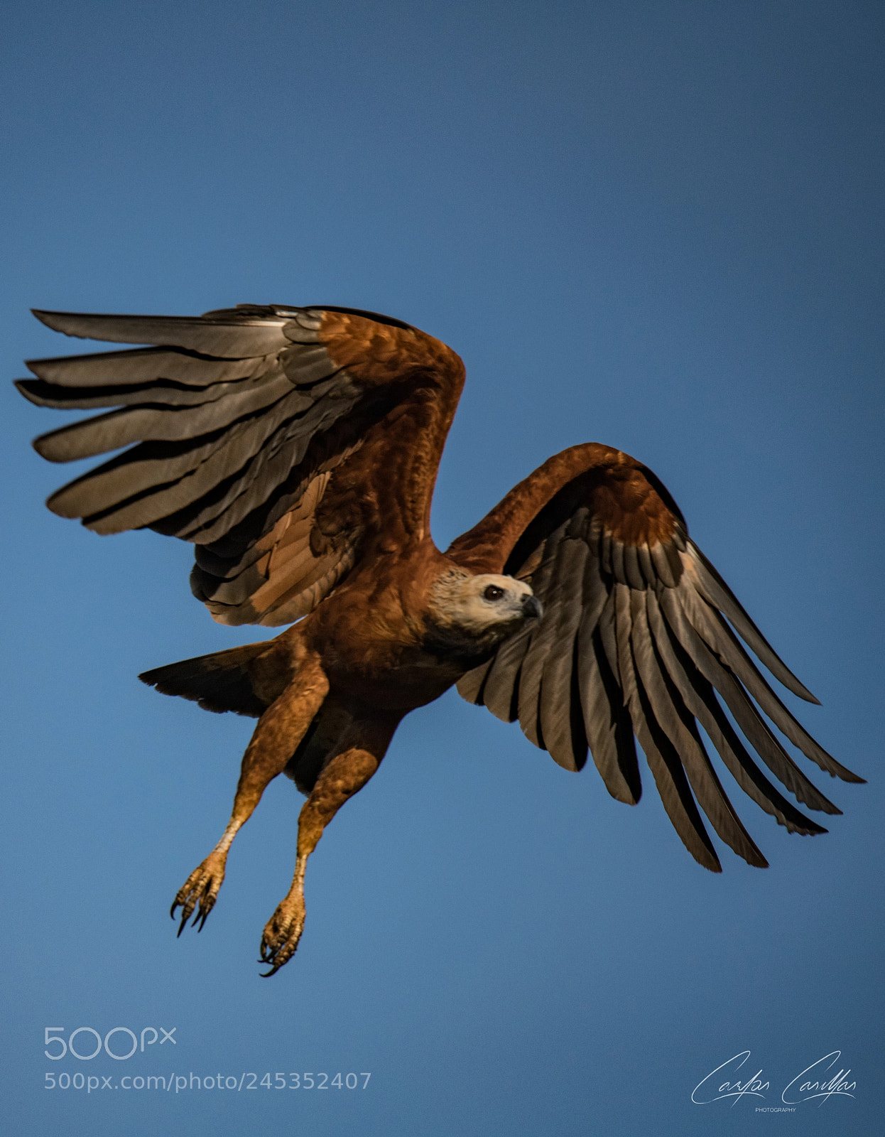Nikon D850 sample photo. Black-collared hawk photography