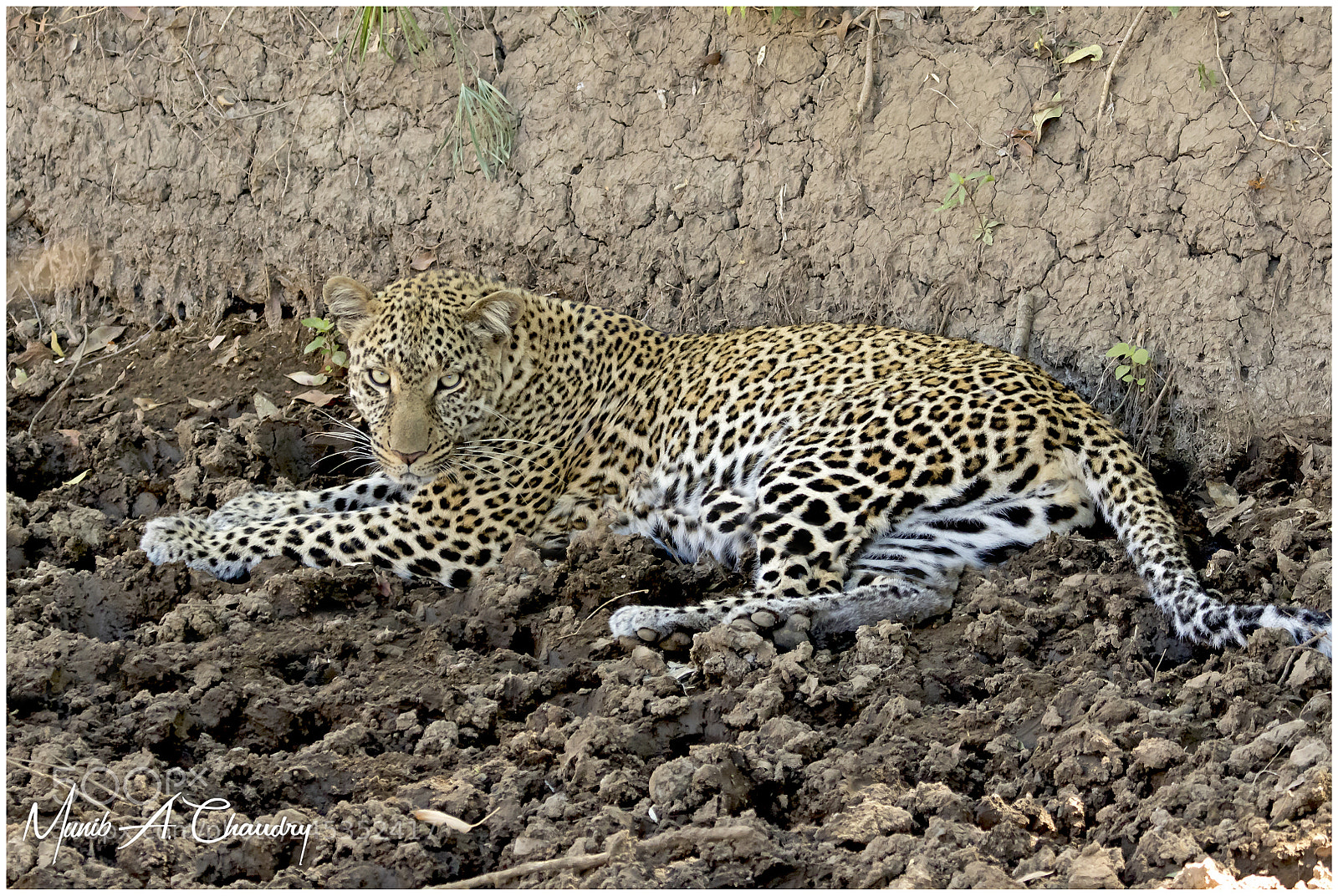 Canon EOS 7D Mark II sample photo. The spotted feline! photography