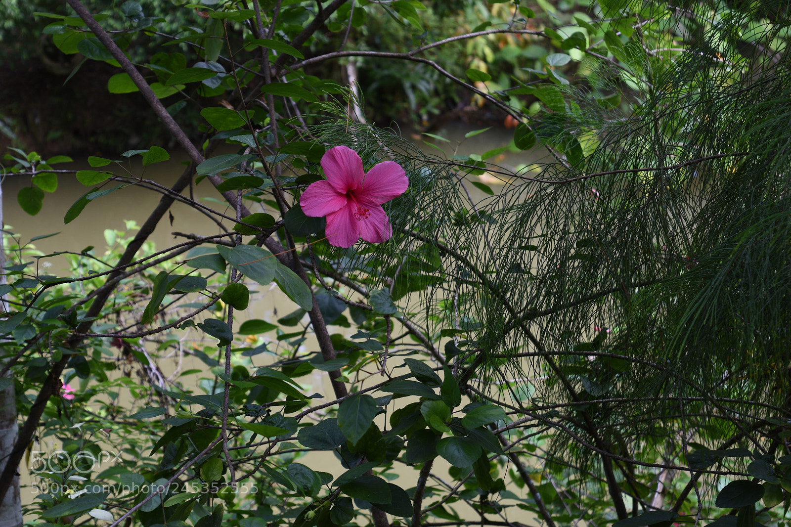 Nikon D5500 sample photo. The lone flower photography