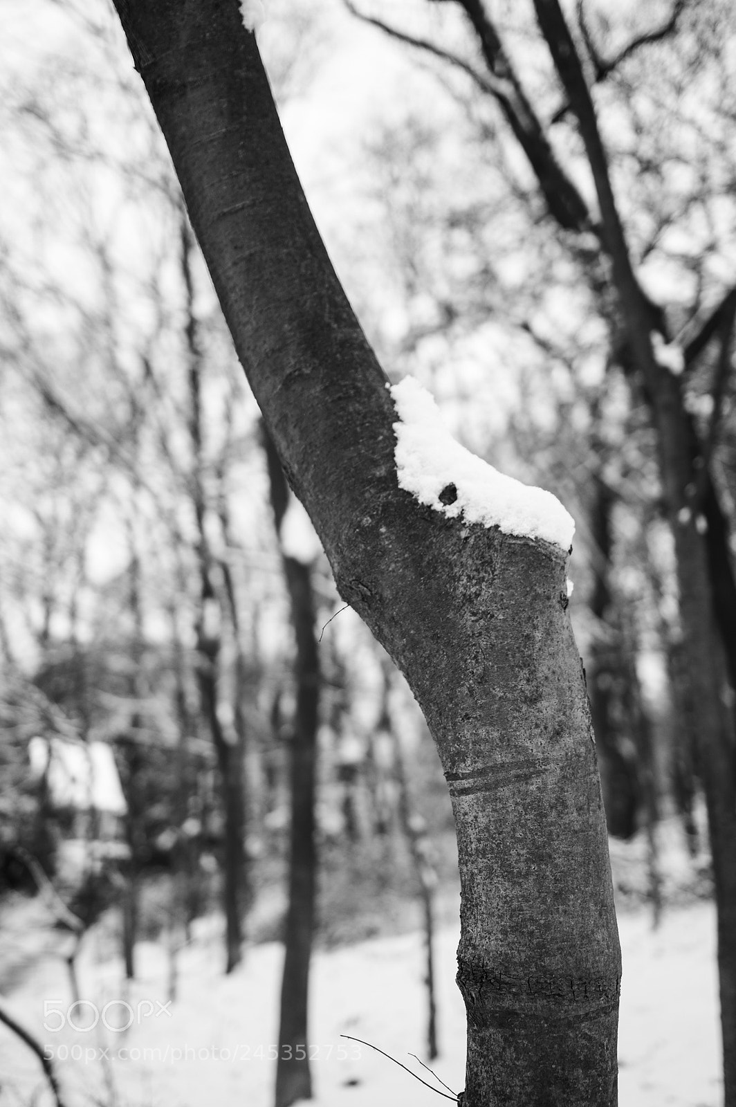 Pentax K-3 sample photo. Coexistence photography