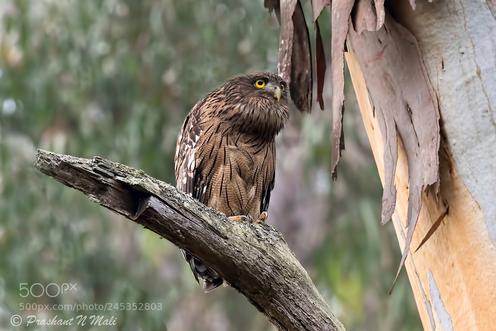 Canon EOS 7D Mark II sample photo. Brown fish owl photography