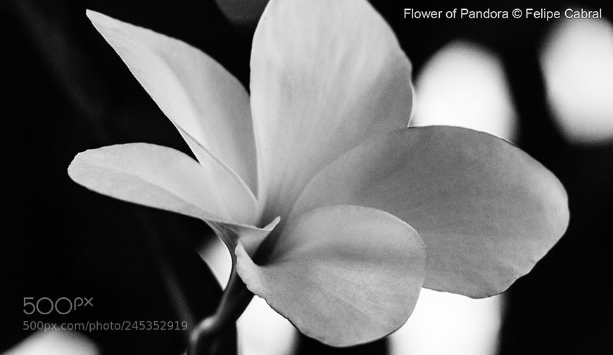 Canon EOS 600D (Rebel EOS T3i / EOS Kiss X5) sample photo. Flower of pandora photography