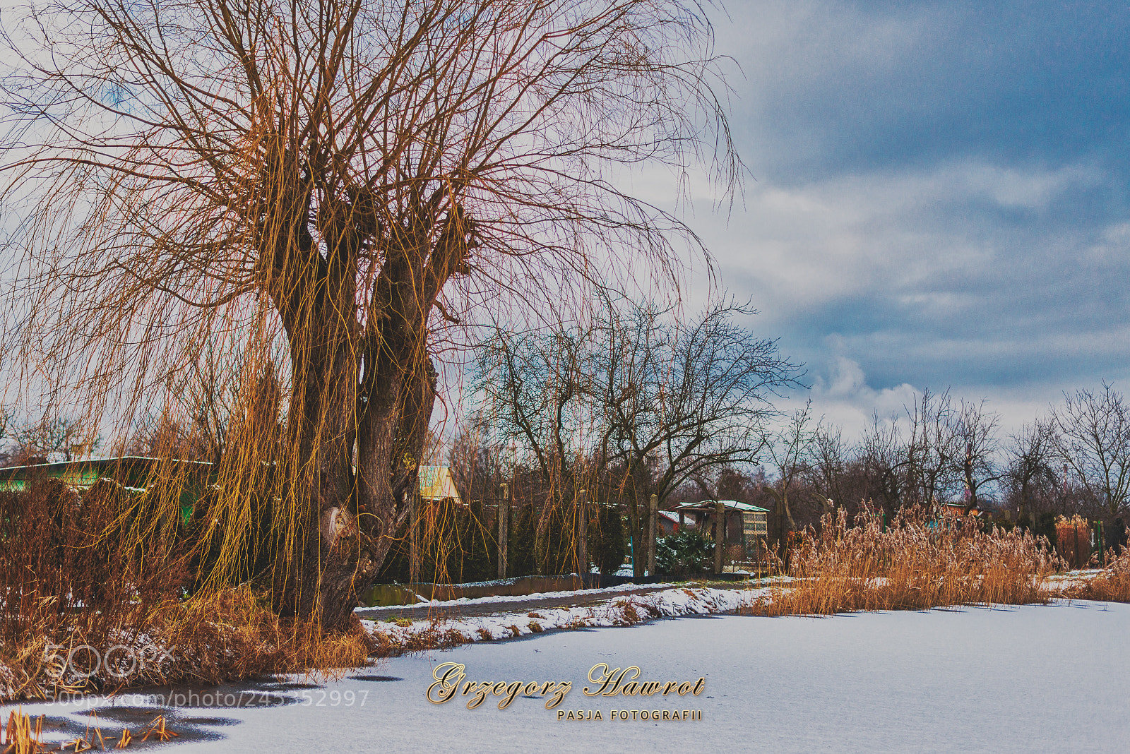 Nikon D800 sample photo. Wierzba p acz ca photography
