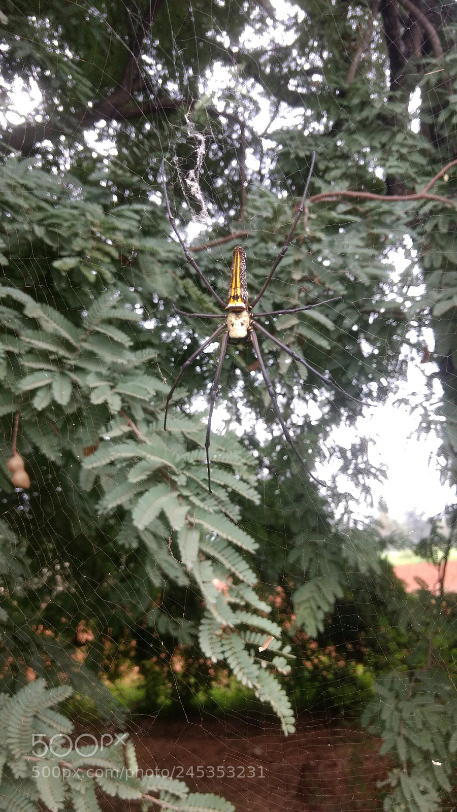 Motorola Moto G (4) sample photo. Dragon spider photography