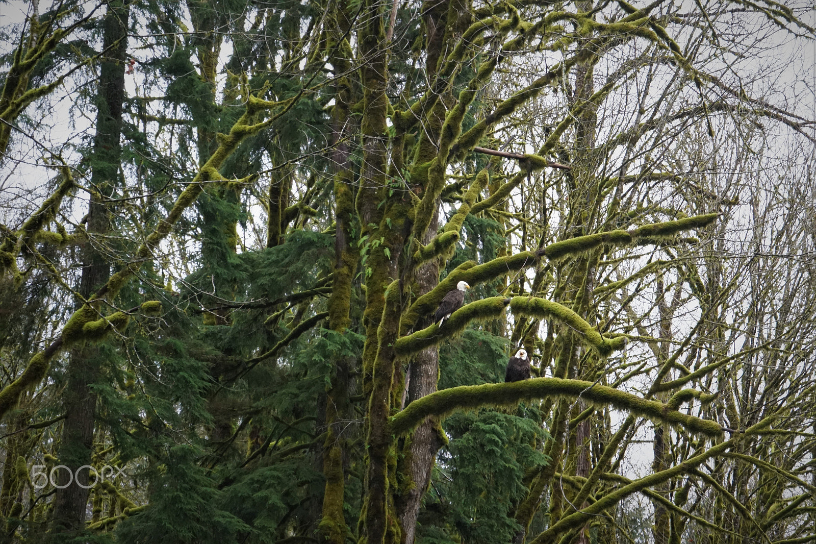 Sony FE 28-70mm F3.5-5.6 OSS sample photo. Talking eagle photography