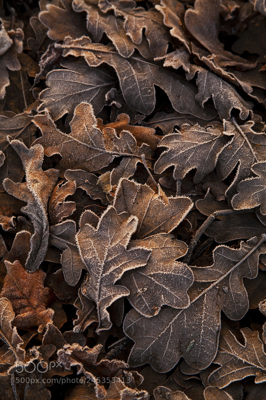 Canon EOS 5D sample photo. Leaves photography