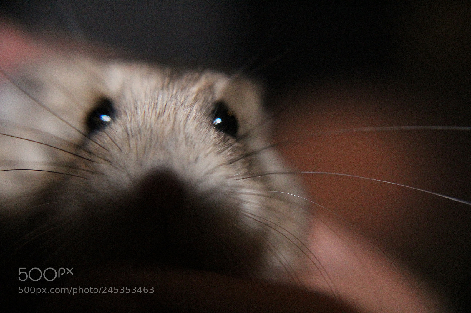 Canon EOS 1300D (EOS Rebel T6 / EOS Kiss X80) sample photo. Hampster photography