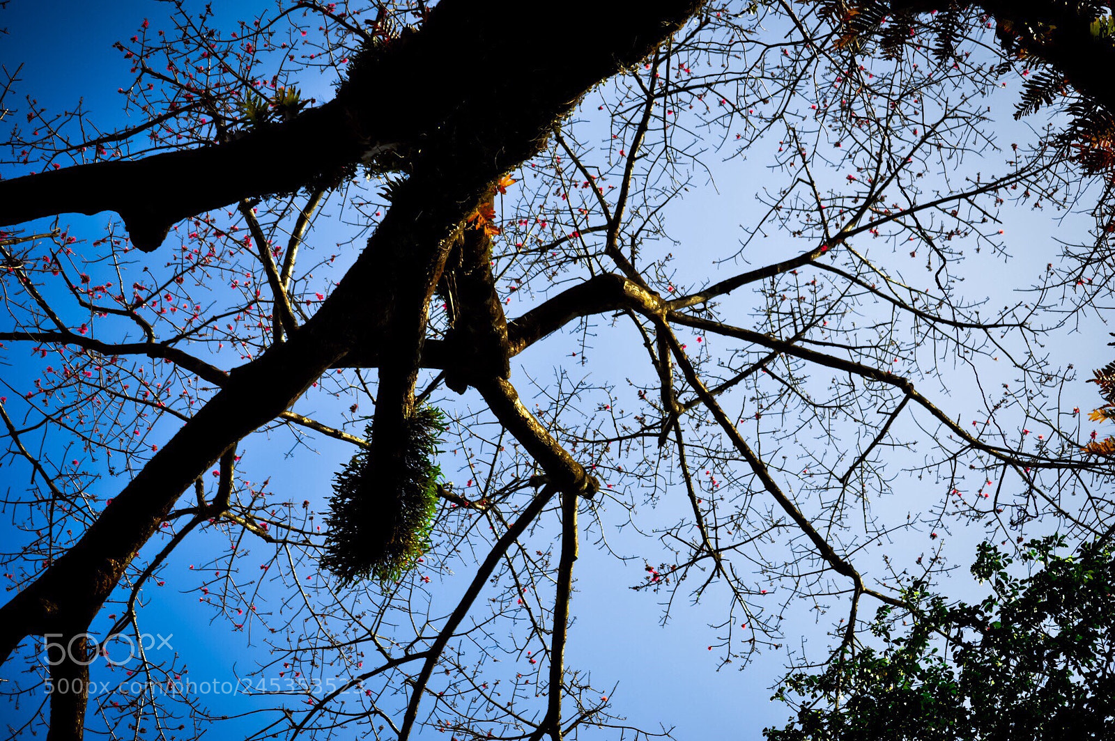 Nikon D3200 sample photo. Life has millions,trillions of photography