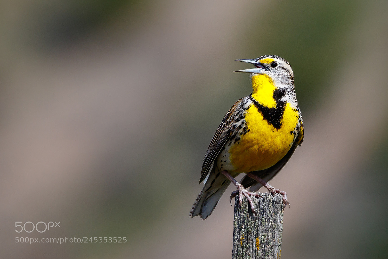 Canon EOS 7D Mark II sample photo. Meadowlark photography