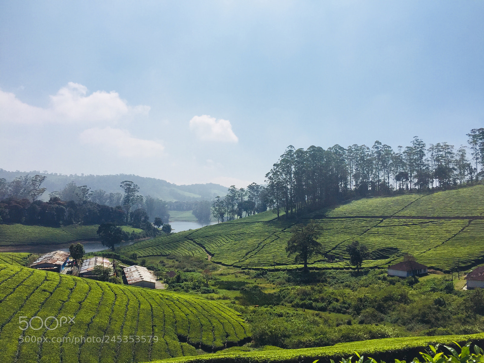 Apple iPhone 6 sample photo. Tea estates megamalai photography
