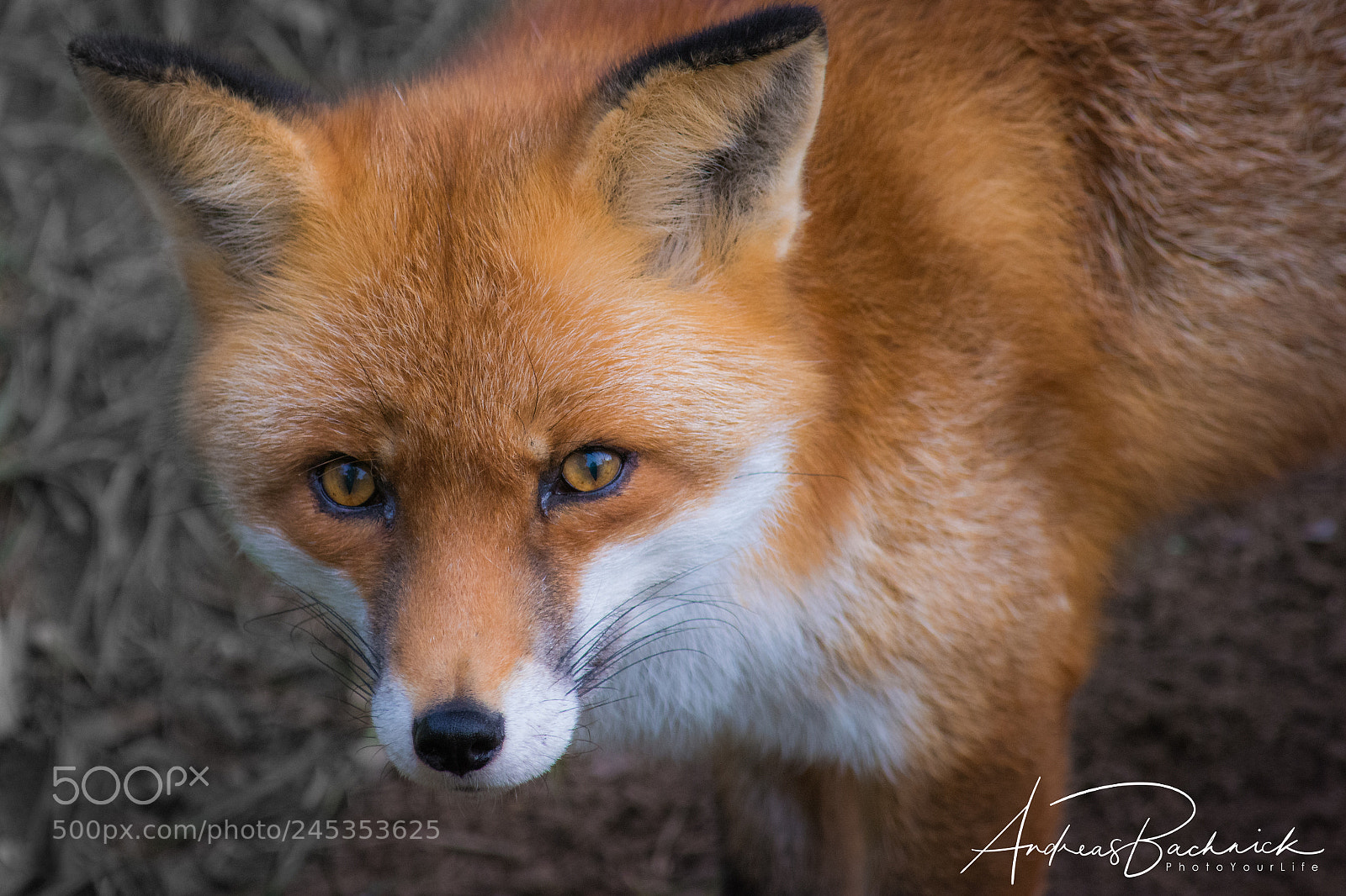 Nikon D5200 sample photo. A red fox from photography