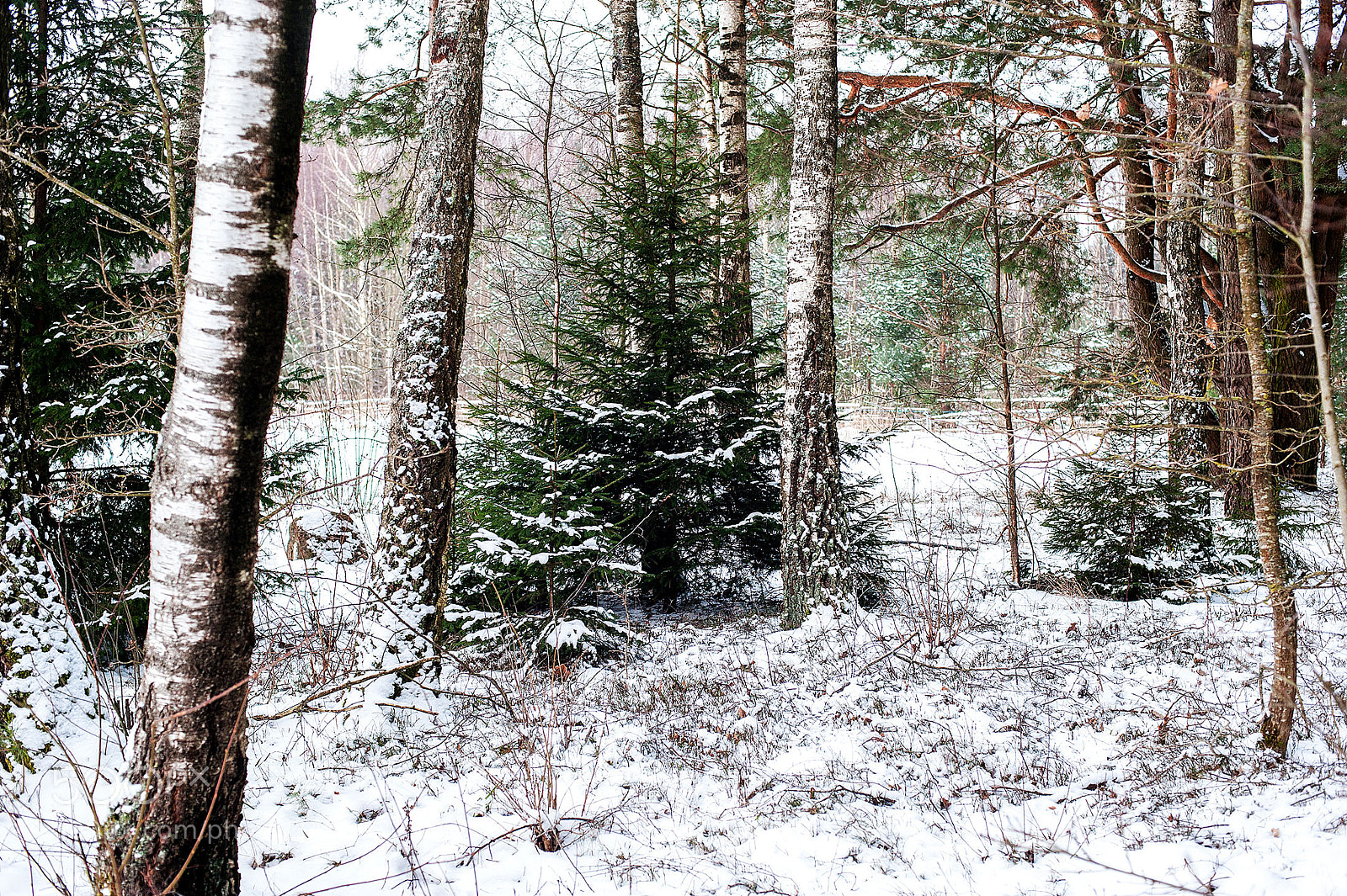 Nikon D3 sample photo. In the forest photography