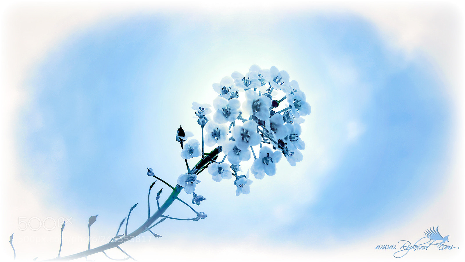 Fujifilm FinePix S1 sample photo. Flower and sky photography