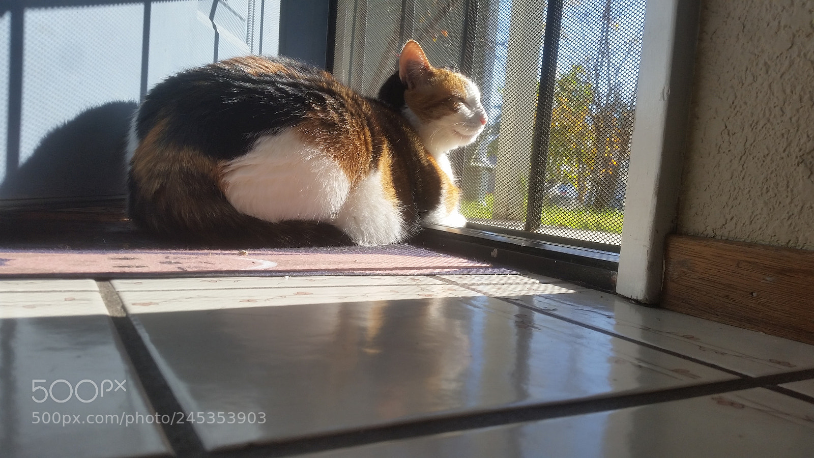 Samsung Galaxy S5 sample photo. Enjoying the sun. photography