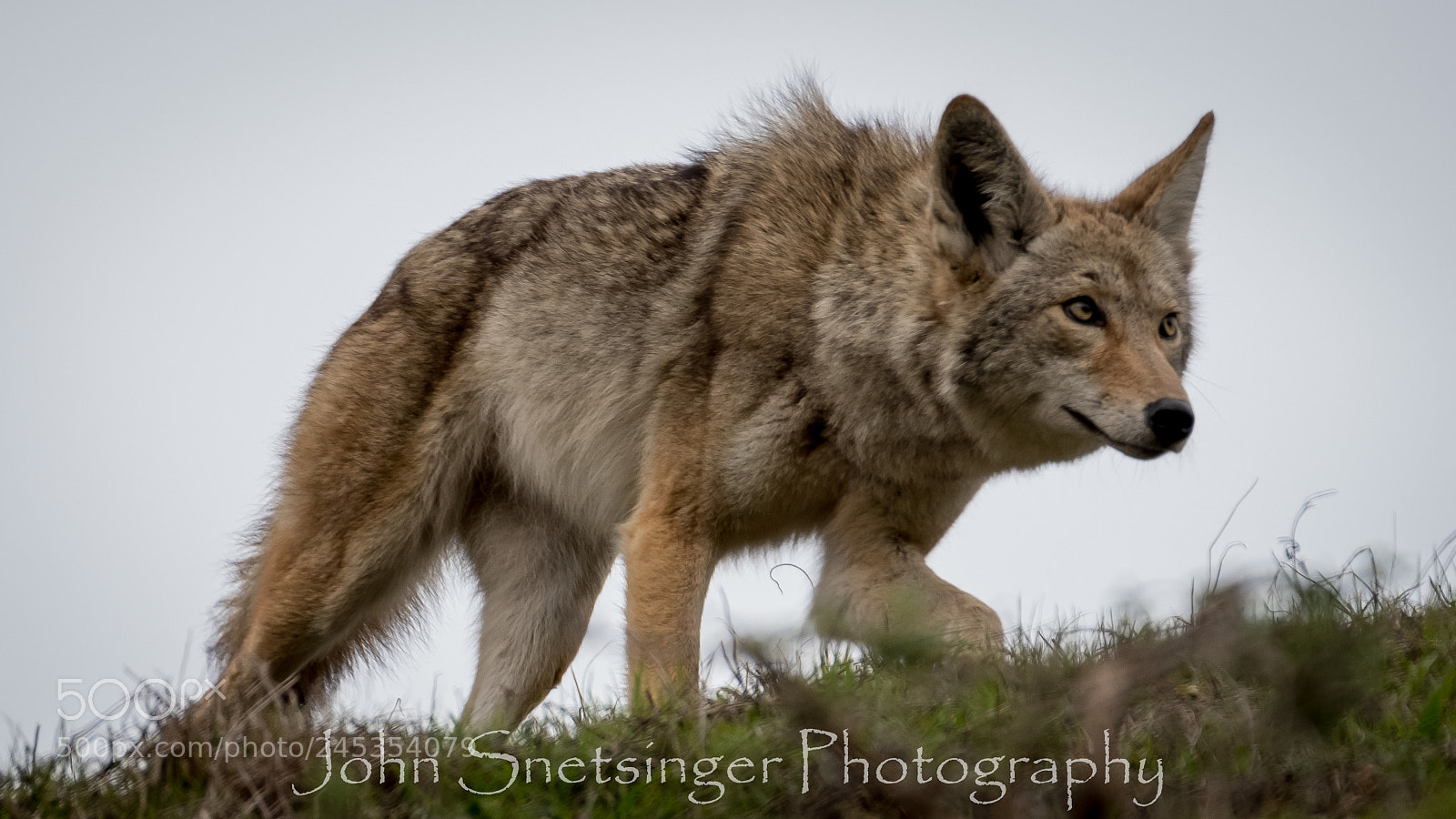 Fujifilm X-T2 sample photo. Coyote stalking photography