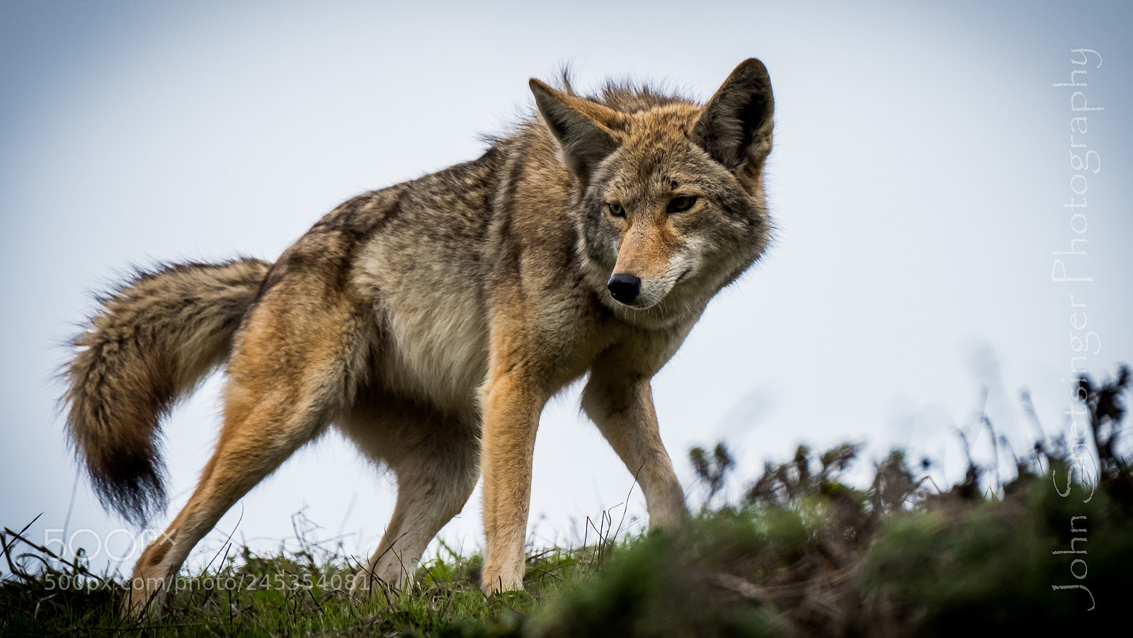 Fujifilm X-T2 sample photo. Coyote stalking photography