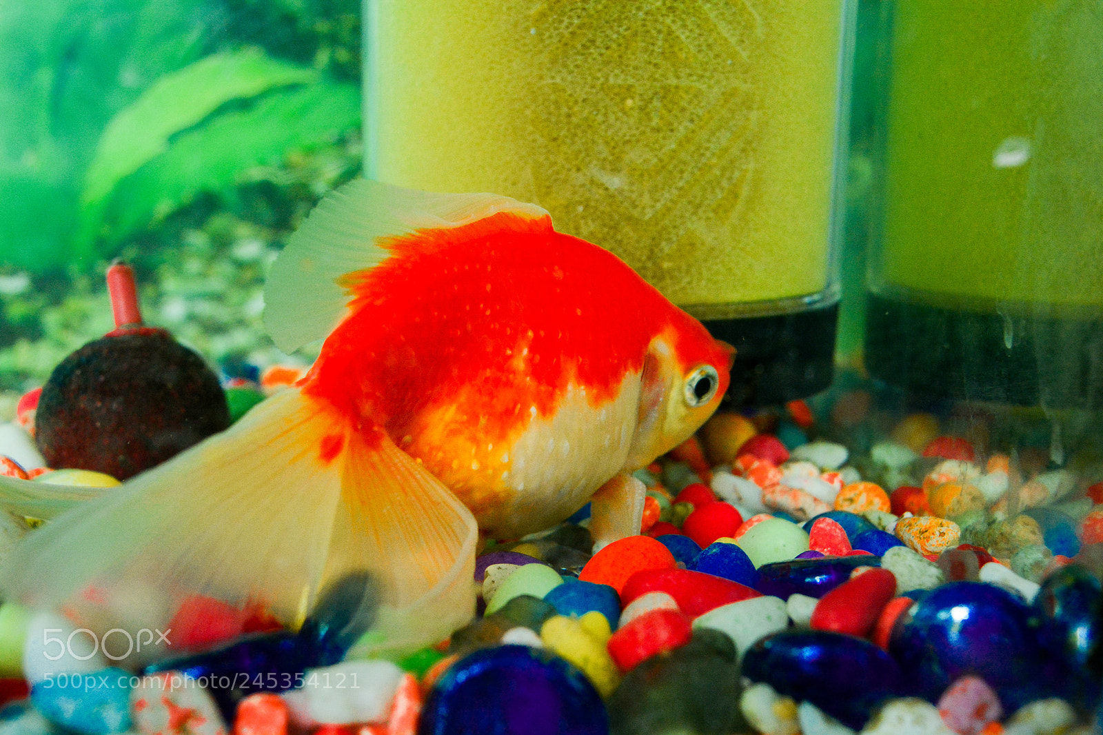 Nikon D5200 sample photo. Fish photography