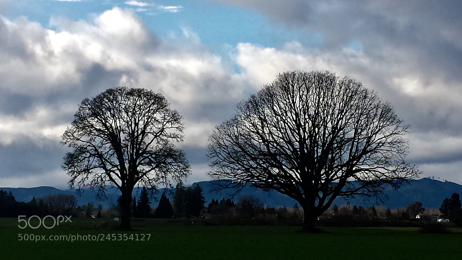 Samsung Galaxy S4 sample photo. Oaks in silhouette photography