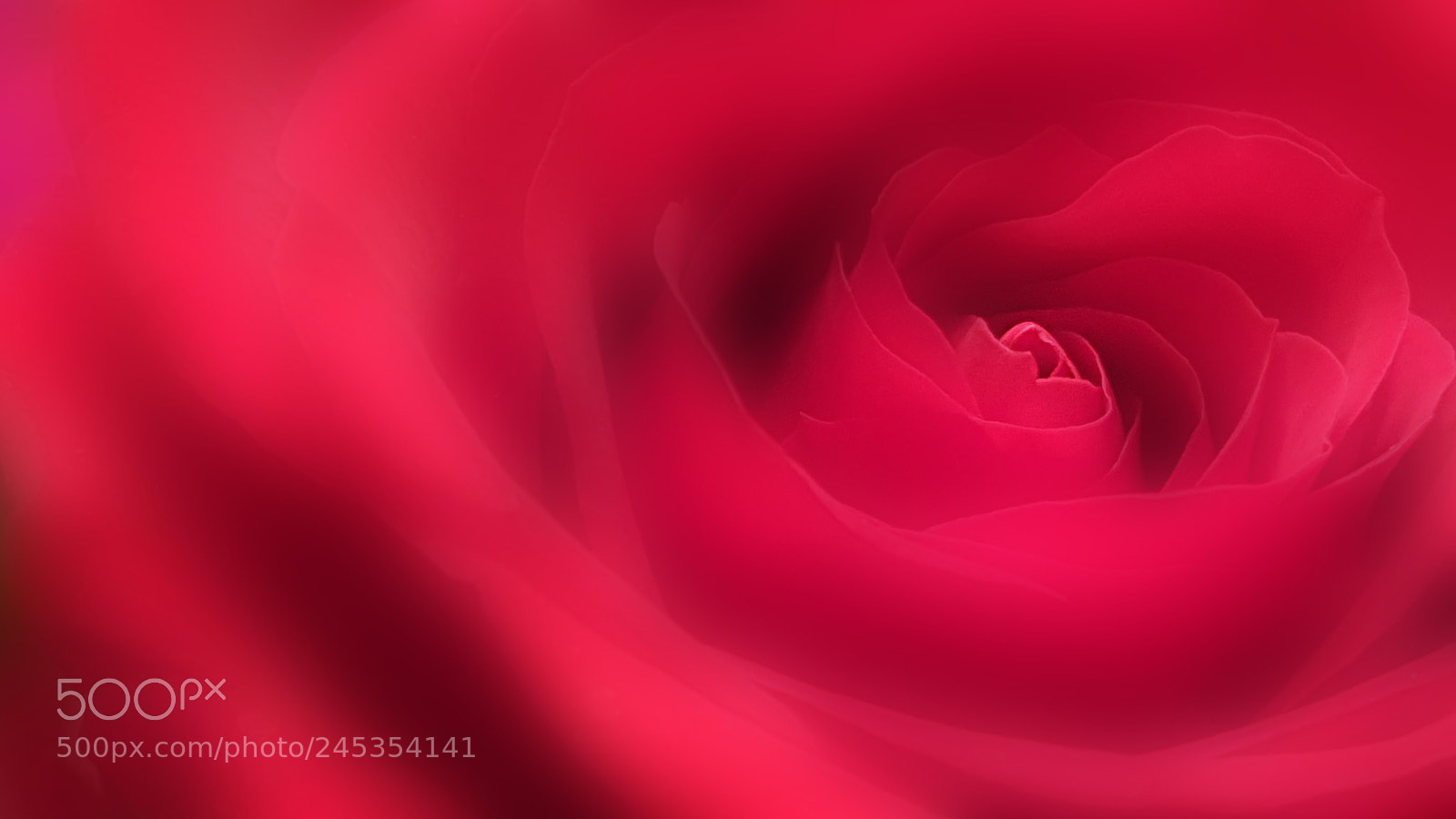 Samsung Galaxy Note5 sample photo. Red rose - close-up photography