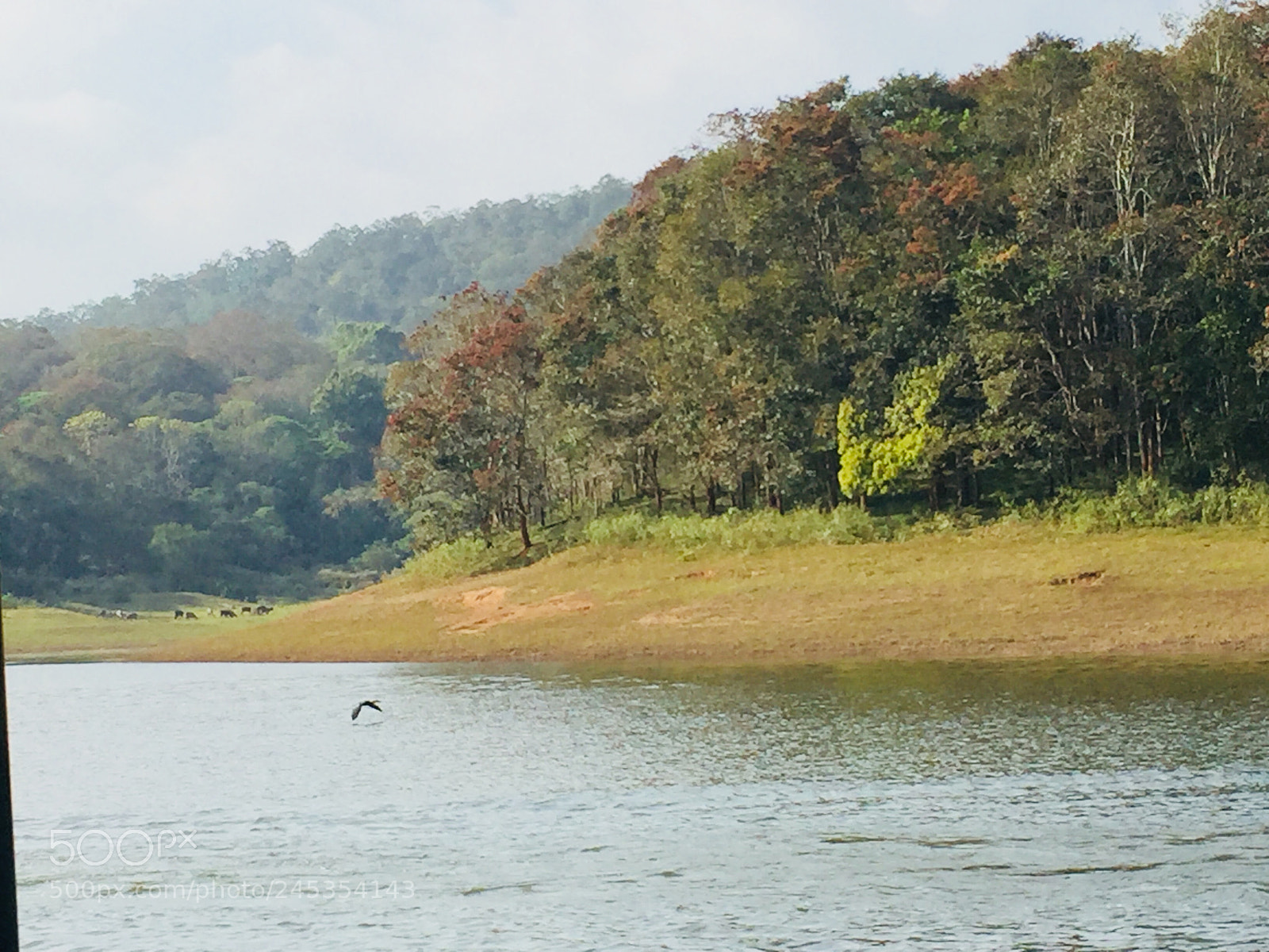 Apple iPhone 6 sample photo. Thekkady boating photography