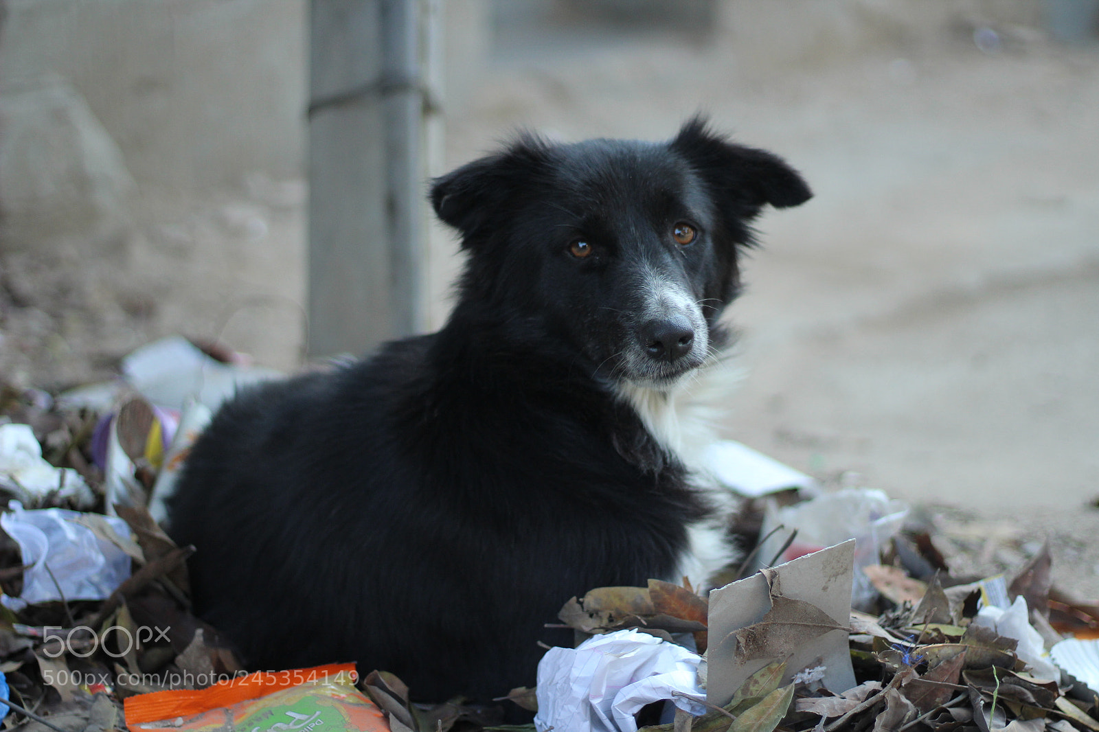 Canon EOS 1200D (EOS Rebel T5 / EOS Kiss X70 / EOS Hi) sample photo. Delhi dog photography