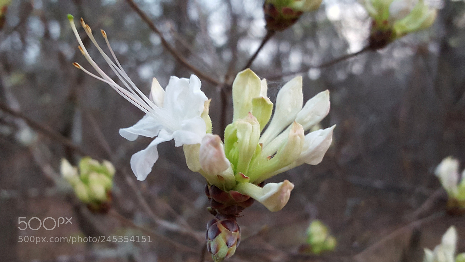 Samsung Galaxy S6 sample photo. Wild azalea or honeysuckle photography